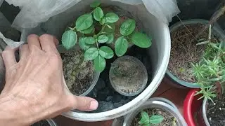 Ведро - ЧЕРЕНОЧНИК с маленьким секретом 😉🌱🌱🌱