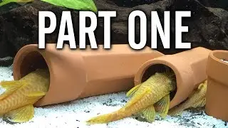 Bristlenose Pleco Breeding - Part One