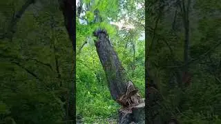 Pov: You cut down a tree.