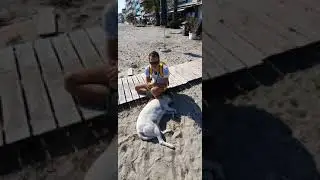 Добрые греческие собаки