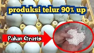 GRATIS ‼️  Cara meningkatkan produksi telur dengan pakan gratisan