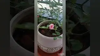 love for flowers #nature