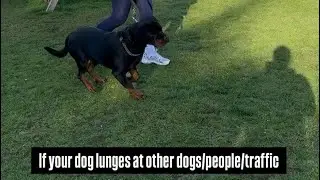 Practice Makes Perfect …… #dog #shorts #rottweiler