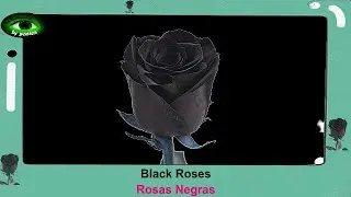 Inner Circle - Black Roses (Rosas Negras)