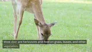 Life of Deer