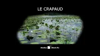 LE CRAPAUD - Studios Black Pix