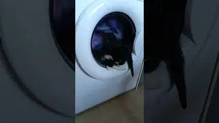 Кот домохозяин 😹#cat #рекомендации #приколыскотами #прикол