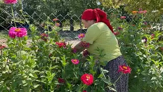 The Abundance of My Little Garden❗️flowers, radishes, peppers, tomatoes | My Guests Arrived Suddenly