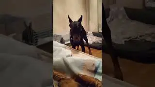 Хитрый пёс 🐕‍🦺