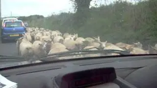 SHEEP!