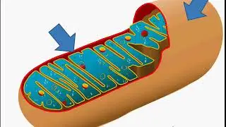 कोशिका – Cell Organelle – What is Mitochondria, Structure and Function – in Hindi