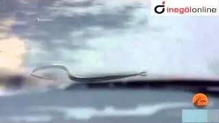 Yılanın, Sıcak Asfaltta Yaptıkları Görenleri Şaşkına Uğrattı