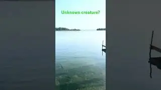 Crank volume. Can you identify river creature?