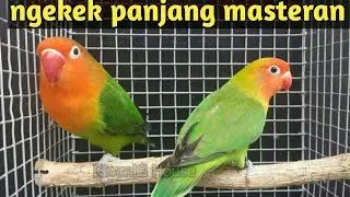 SUARA PIKAT BURUNG LOVEBIRD || MASTERAN LOVEBIRD NGEKEK PANJANG