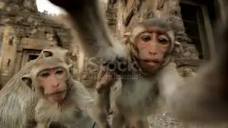 Baby Monkeys In Thai Temple Stock Video   Download Video Clip Now   iStock