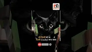 काली बिल्ली को भाग्यशाली माना जाता है | 