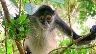 TECH4ALL: Saving the Rainforest by Listening