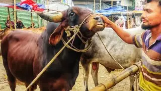ধোলাইখাল হাটের সুন্দর শাহীওয়াল Part 2 • Dholaikhal Boro Gorur Hat • Qurbani Goru • Cow Lovers