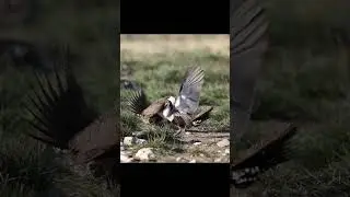 Sage Grouse fight on the lek. 