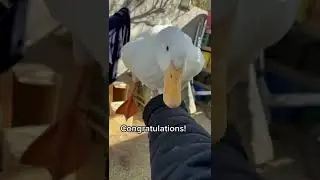 How to pick up a duck (part 1)