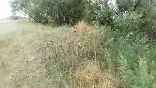 Hunting turtle doves with a pneumatic gun