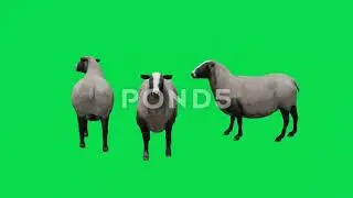 Animals green screen video 3D sheep from different angles Chromakey animation rendering