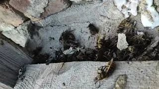 Изводил Шершеней.