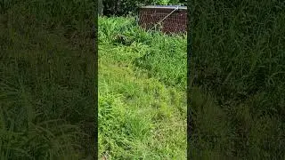 Bambi visits our yard, but she is silly #funny
