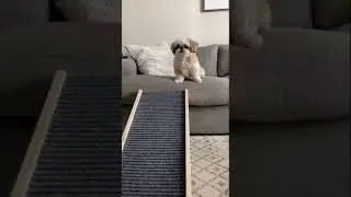 Dog ramp 🐕