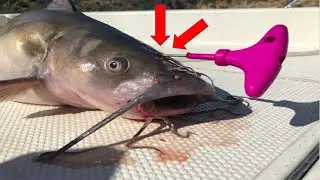 Ikejime (ike jime) on a Monster Catfish. The Freshest Way to Clean and Eat your Fish