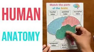 Body Organs and Brain Anatomy Matching Activity Mats for Kids, Learning Mats, Human Anatomy Activity