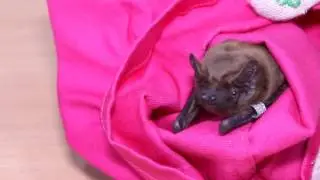 How to rehidrate a bat