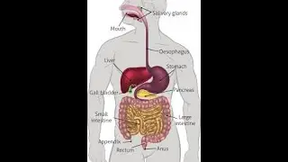 Disorders of digestive system (Urdu/Hindi)