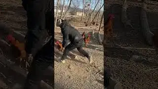 Late-Night Chicken Hunting Adventure!