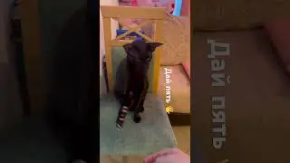 Дай пять 🖐️. Красавчик котик Багси 🐈‍⬛
