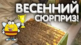 Весенний СЮРПРИЗ на пасеке.