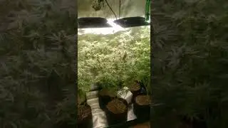 Landrace Sativa