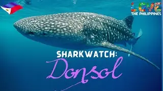 Love The Philippines WHALESHARK Butanding in DONSOL Sorsogon, Bicol | Philippines Adventure