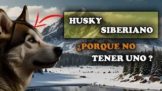 🐺 Los MISTERIOS del HUSKY SIBERIANO: Belleza LOBUNA y ALMA FIEL 🐶