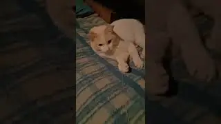 Играю с кошками