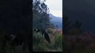 🐻 Oso #nature #video #wildlife