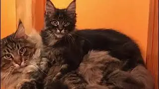 Мейн кун Антонио