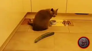 Коты и огурцы