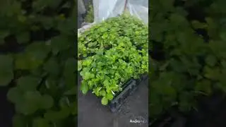 Для хорошего урожая клубники провожу следующие обработки