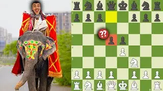 Destroying the Elephant Gambit with CRAZY Aggressive moves!!