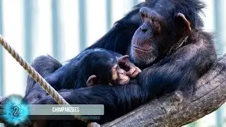 18 Most Intelligent Animals