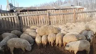 ПОНЯТЬ и ПРОСТИТЬ... БИО-ФЕРМА МАНГАЛИЦА