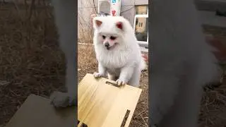 Dogs help dogs ❤️ 