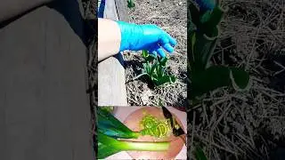 Ему не страшны никакие морозы!