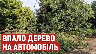 Гниле коріння: чому в Луцьку під час негоди впало дерево на авто